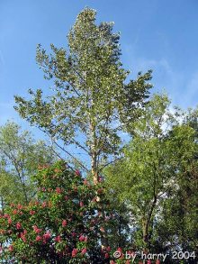 Baum in Sachsenheim