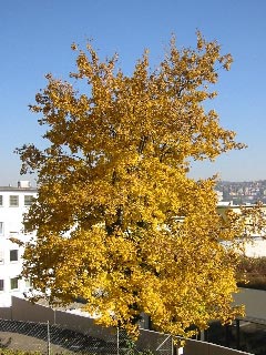 Herbstbaum in Stuttgart