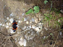 Schmetterling in Italien