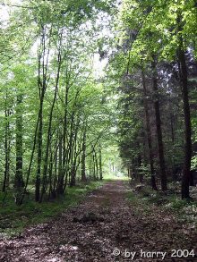 Sachsenheimer Wald
